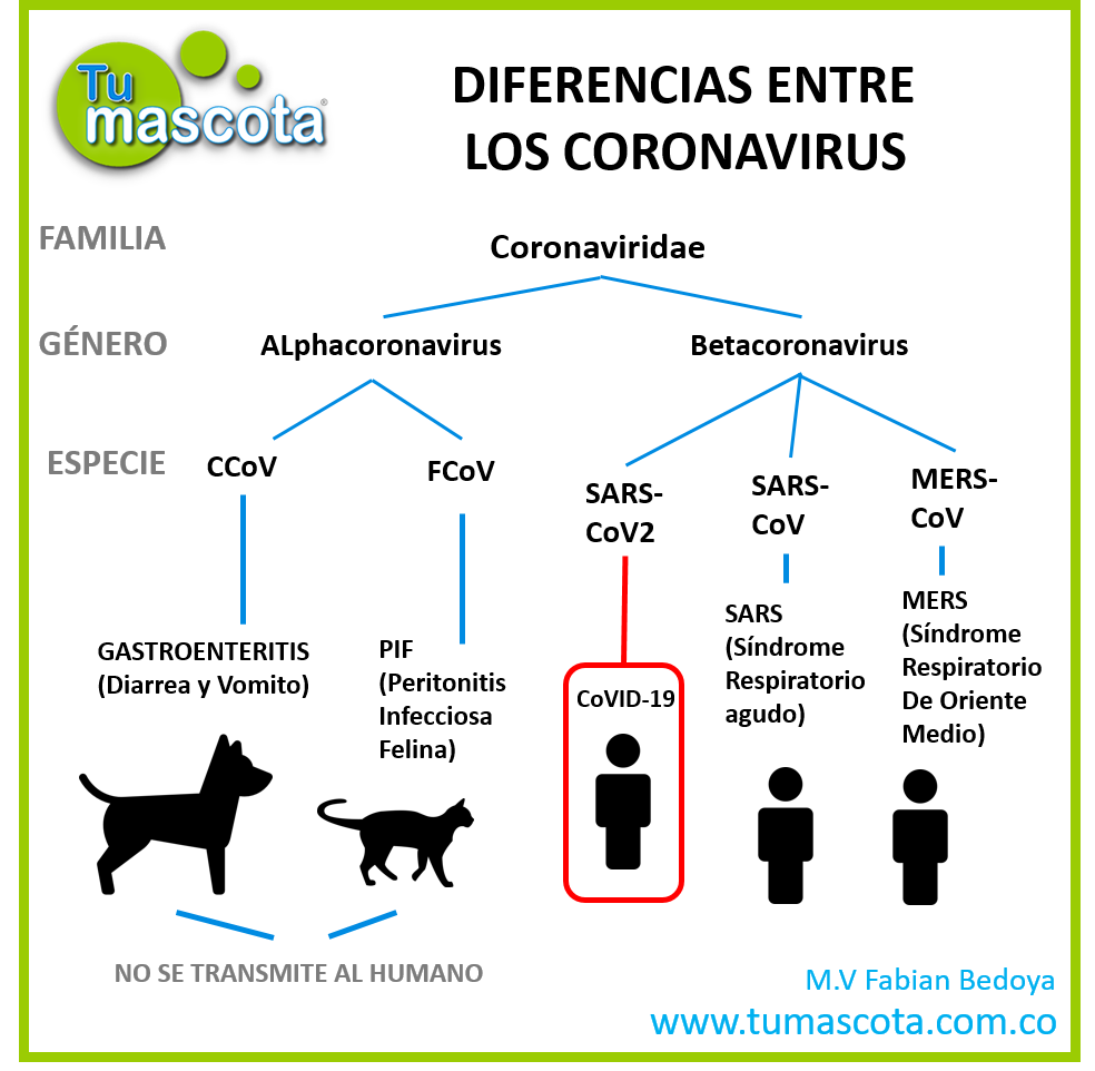 covid 19 en mascotas