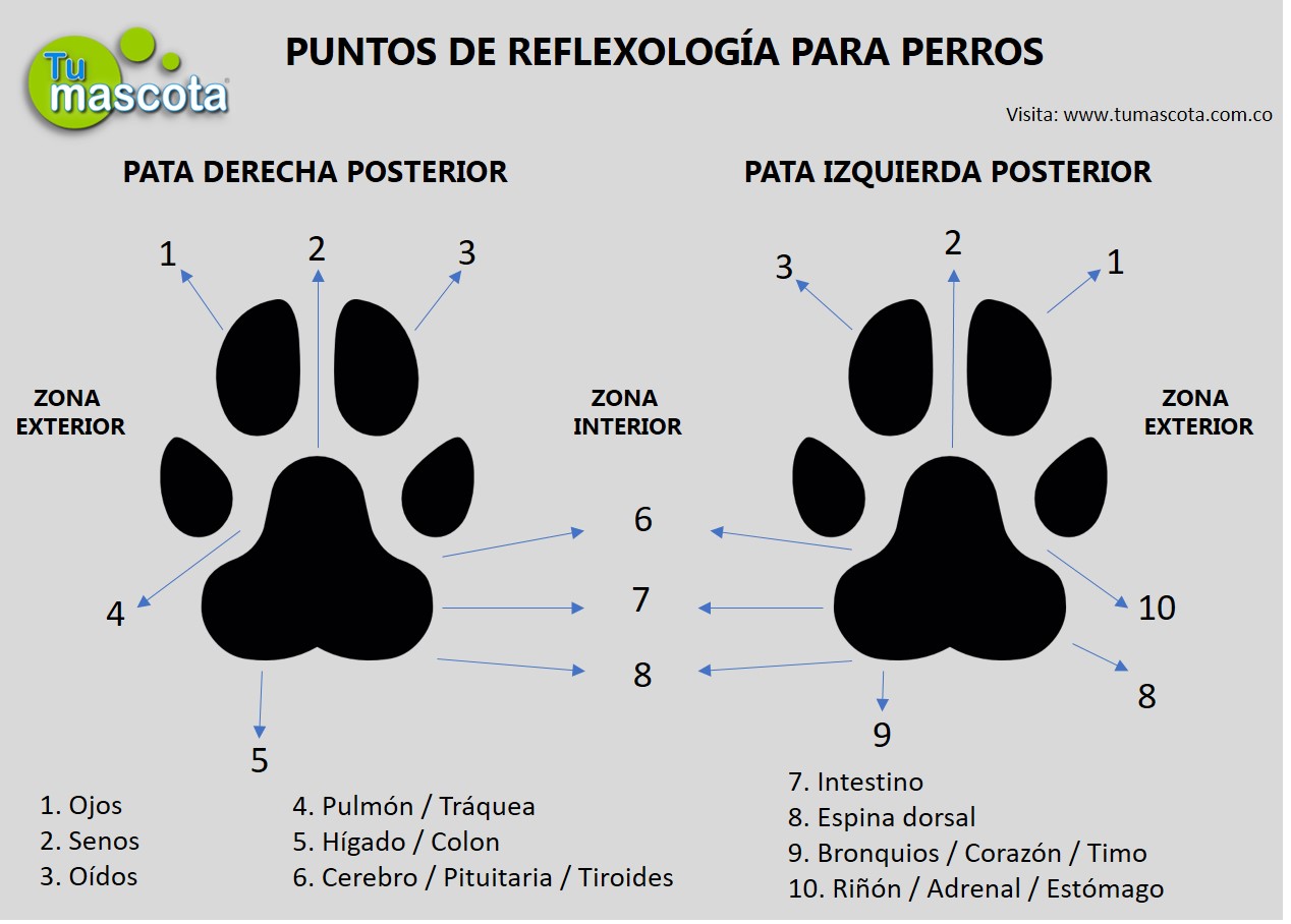 la reflexología podal